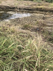 Leptochloa mucronata