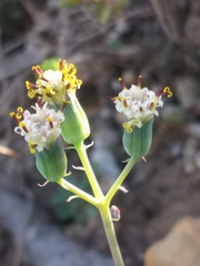 Baculellum articulatum