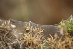 Tetranychus lintearius