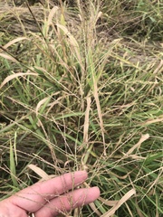 Leptochloa mucronata