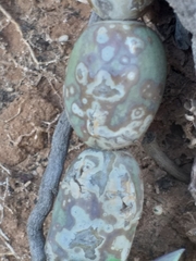 Baculellum articulatum