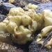 Colpomenia sinuosa - Photo (c) seavivs, algunos derechos reservados (CC BY-NC), subido por seavivs
