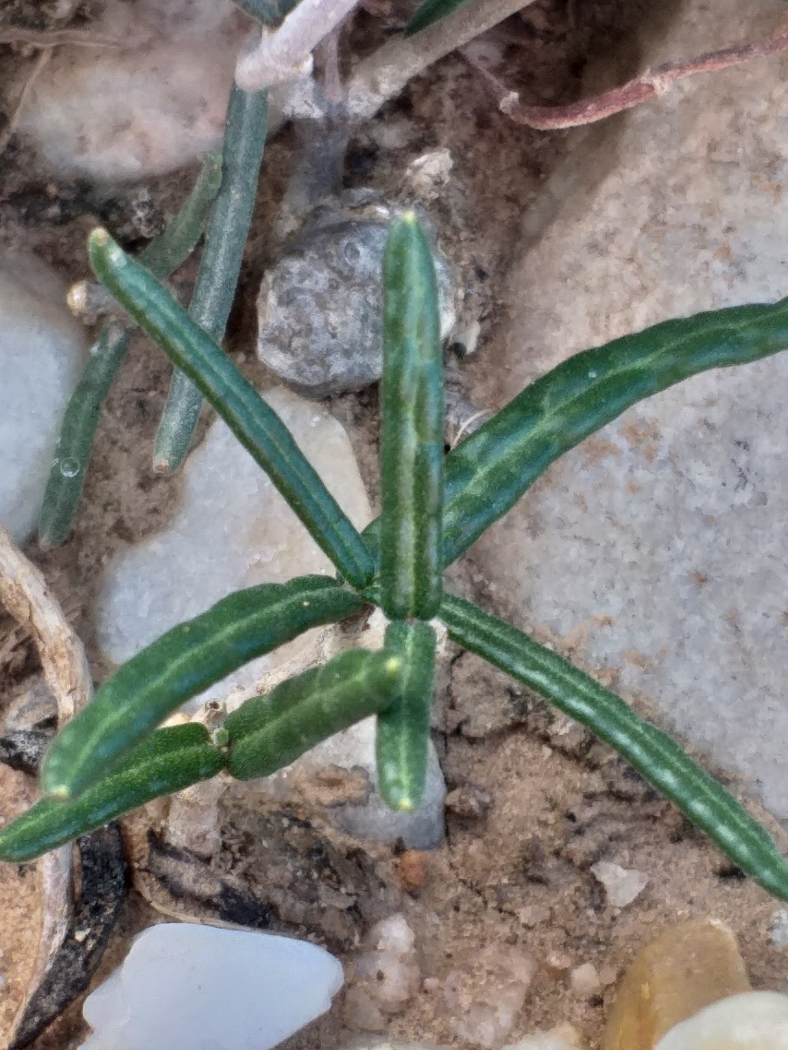 Comaru (Fockea comaru)