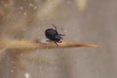 Tetranychus lintearius