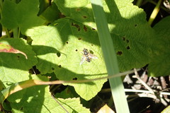 Helophilus lapponicus