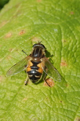 Helophilus lapponicus