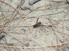 Parancistrocerus pedestris
