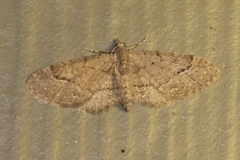 Eupithecia unicolor