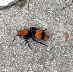 Dasymutilla occidentalis