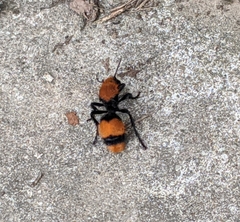 Dasymutilla occidentalis