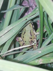 Hyla eximia
