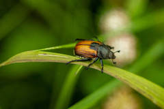 Anisoplia austriaca