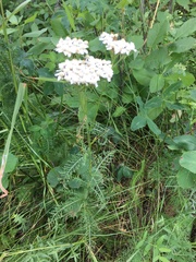 Achillea millefolium