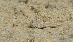 Sphingonotus imitans