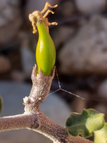 Image of Fockea capensis by (c) kevin koen, some rights reserved (CC BY-SA)