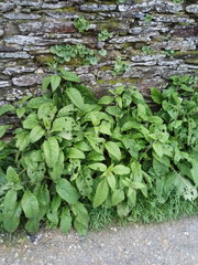 Pentaglottis sempervirens