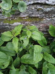 Pentaglottis sempervirens