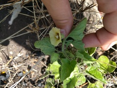 Physalis heterophylla