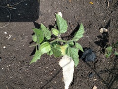 Physalis heterophylla