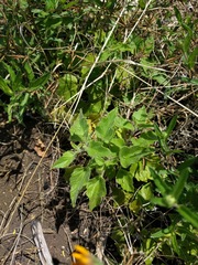 Physalis heterophylla