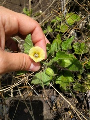 Physalis heterophylla