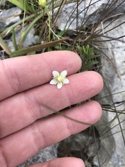 Parnassia parviflora