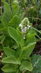 Stachys pycnantha