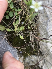 Parnassia parviflora