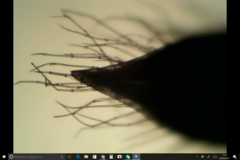 Cerastium glomeratum