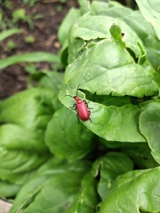 Rhyphonemognatha rufa