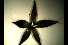 Cerastium glomeratum