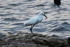 Cyprinella lutrensis