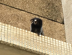 Callithrix penicillata