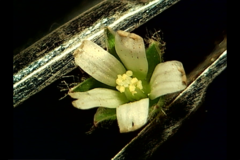 Cerastium glomeratum