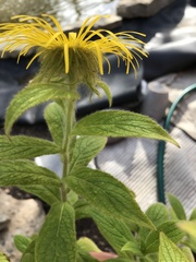 Inula hookeri