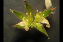 Cerastium glomeratum