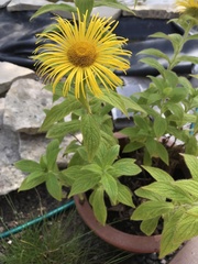 Inula hookeri