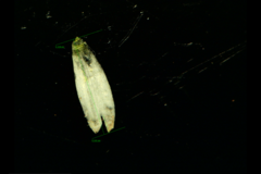 Cerastium glomeratum