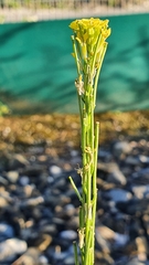 Erysimum marschallianum