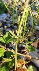 Erysimum marschallianum