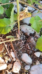 Erysimum marschallianum