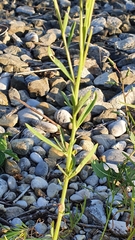 Erysimum marschallianum
