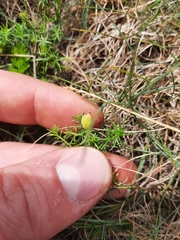 Aceria galiobia