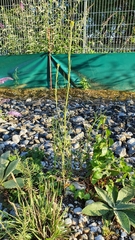 Erysimum marschallianum