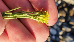 Erysimum marschallianum