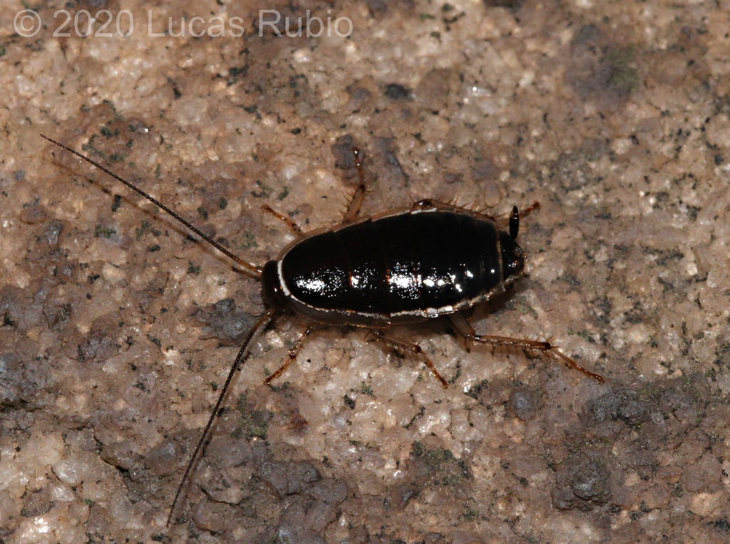 Agmoblatta thaxteri