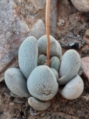 Crassula tecta