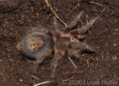 Grammostola vachoni