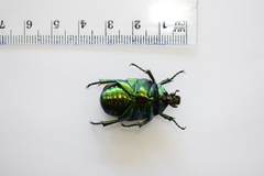 Protaetia speciosissima