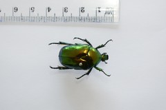 Protaetia speciosissima